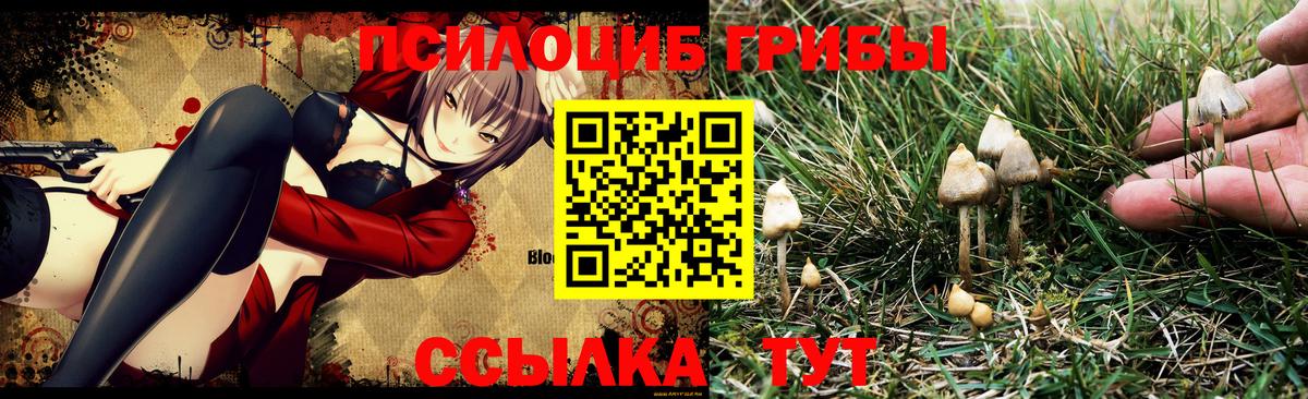 Псилоцибиновые грибы MAGIC MUSHROOMS  Псилоцибиновые грибы Psilocybe  Благодарный  Вход с VPN 